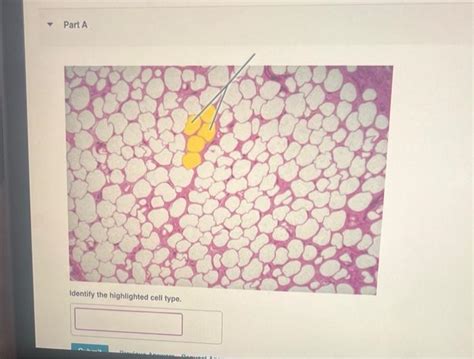 Solved Pal Histology Epithelial Tissue Lab Practical Chegg