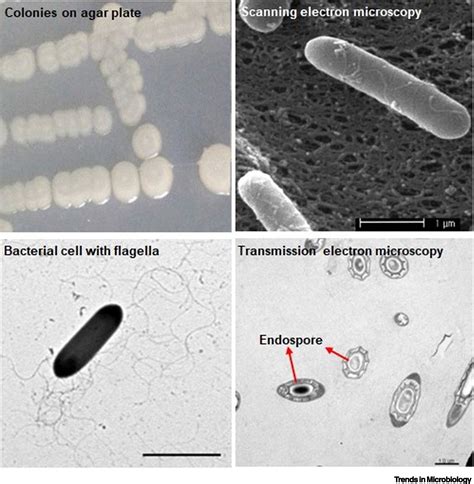 Paenibacillus Polymyxa Trends In Microbiology