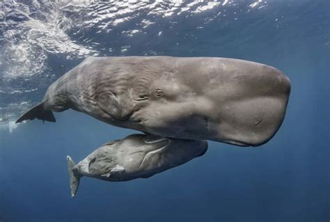 100 Sperm Whale Pictures