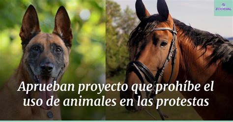 El Espectador on Twitter RT laredzoocial NO MÁS ANIMALES EN LAS