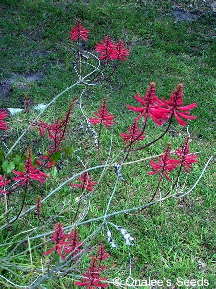 Coral Bean Cardinal Spear Or Cherokee Bean Erythrina Herbacea Seeds