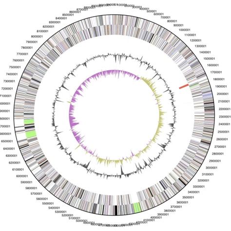 Graphical Circular Map Of The Genome From Outside To The Center Genes