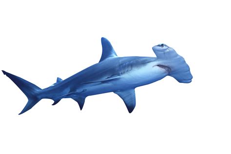 Shark Png Shark Transparent Background Freeiconspng