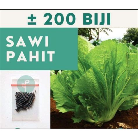 Jual Bibit SAWI PAHIT Benih 200 Biji Sawi Pahit Sayuran Majapahit