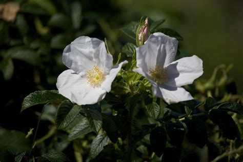 Rosa Rugosa Alba. Shrubs for Sale UK. Letsgoplanting.co.uk