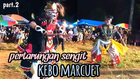 Pertarungan Sengit Kebo Marcuet Membuat Tegang Penonton Kuda