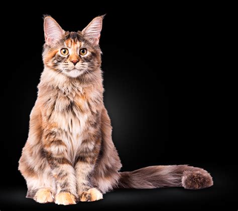 Maine Coon Bengal Mix Cat