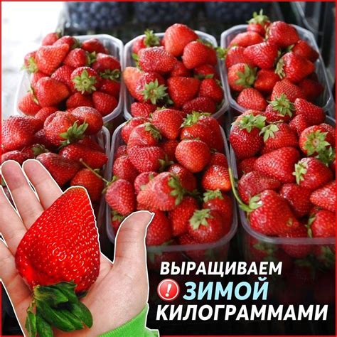 Набор Для Выращивания Клубники