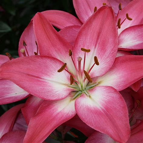 Tiny Diamond Asiatic Lily Vanstone Nurseries