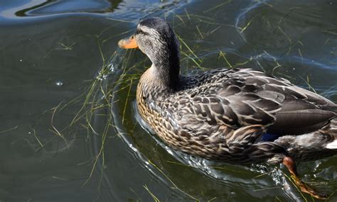 Duck Swimming Free Stock Photo - Public Domain Pictures