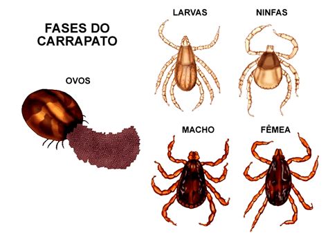 Como Acabar Os Carrapatos No Ambiente Elimine De Vez O Carrapato