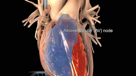 Atrioventricular Node Background Images, HD Pictures and Wallpaper For ...