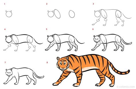 How To Draw A Step By Step Tiger