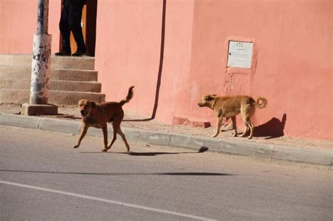 انتشار الكلاب الضالة في مركز تزارين مطالب بالتدخل الفوري لحماية السكان