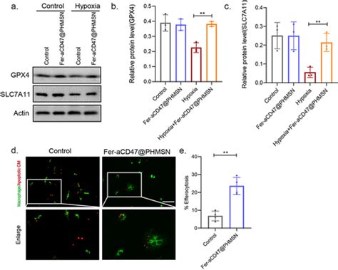 Full Article A Biomimetic Nanocarrier Strategy Targets Ferroptosis And Efferocytosis During