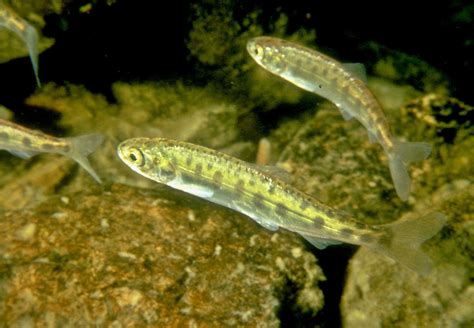 Volcanoes And Eelgrass Transform Salmon Habitat | NOAA Fisheries