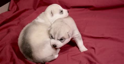 Cute Newborn Husky Puppies Huddling For Warmth On Red Sheet Nature Stock Footage Ft Husky