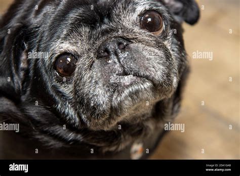 A very cute black pug dog with big eyes looking sad Stock Photo - Alamy