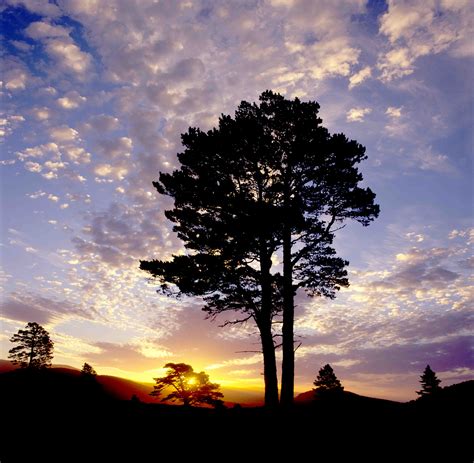 Forest And Woodland Cairngorms National Park Authority