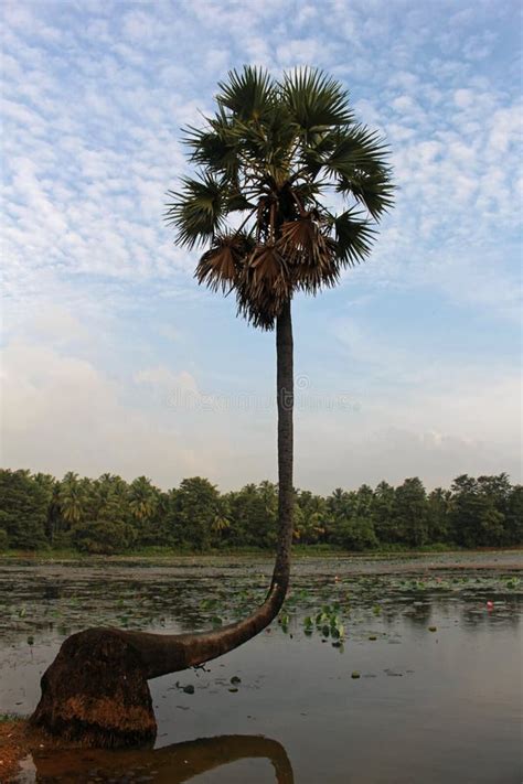 Palmyrah Tree Stock Photos - Free & Royalty-Free Stock Photos from ...