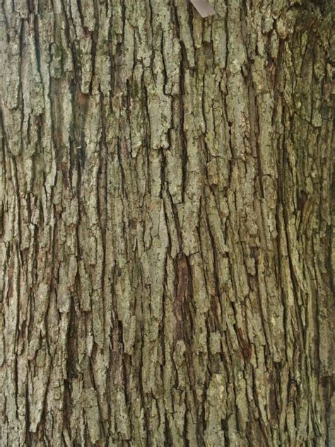 Media, Pennsylvania: Tyler Aboretum: Red Maple bark | Tree bark texture ...