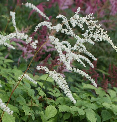 G Rtnerei Staudenspatz Astilbe Thunbergii Professor Van Der Wielen