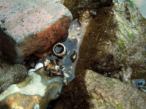 Mudlarking Beachcombing Metal Detection Rock Ho Artofit