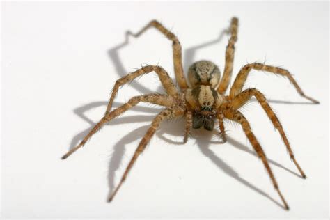 The Brown House Spider: Identification, Behavior, and Management