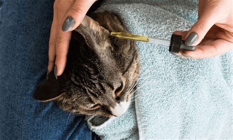 Ear Cleaning Solution for Cats: A Guide to Feline Ear Care