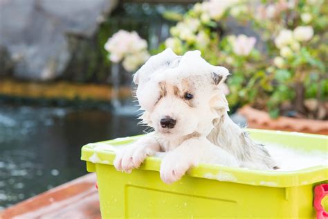 Como Dar Banho Em Filhote De Cachorro Confira Dicas E O Passo A Passo