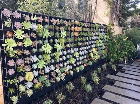 Santa Monica Succulent Living Wall Florafelt Living Wall Systems