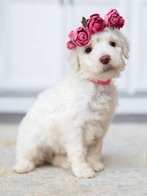 A Teacup Goldendoodle Is Just What Any Family Wants