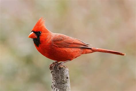 12 Incredible Bright Red Animals (With Pictures)