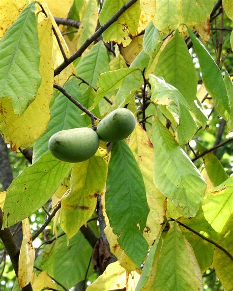 The Pawpaw By George Hedgepeth The Michigan Pawpaw Tree Harvesting