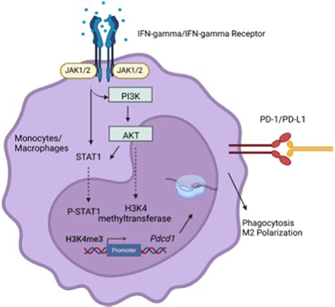 A Proposed Model Depicting The Role Of Ifn γ In Inducing Pd 1 Download Scientific Diagram