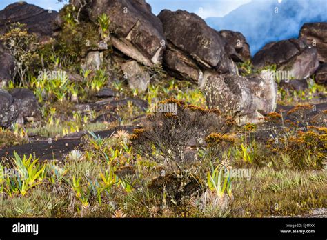 A Very Rare Endemic Plants On The Plateau Of Roraima Venezuela Stock