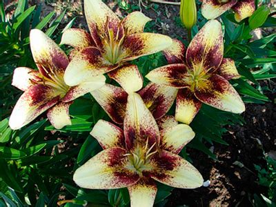 Лилия азиатская, танго Сесиль l Русские Семена - интернет-магазин.