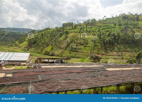 Coffee Production in the Mountains in Rwanda Region Stock Image - Image ...