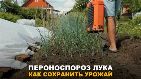 ОПАСНАЯ БОЛЕЗНЬ ЛУКА! Как избежать появление пероноспороза на луке ...