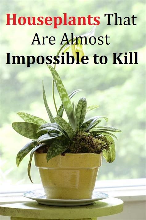 Houseplants That Are Almost Impossible To Kill Houseplants Plants