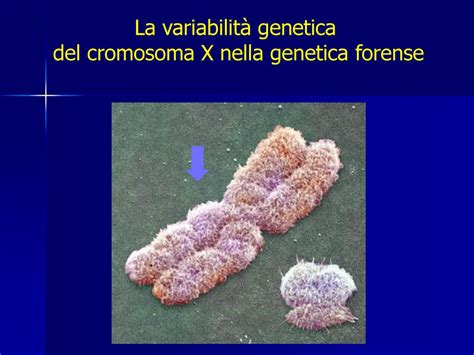 I Marcatori Uniparentali Y E MtDNA Ppt Scaricare