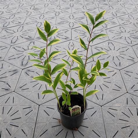 Solomon's Seal Variegated | Polygonatum odoratum 'Variegatum' | 1 Gal