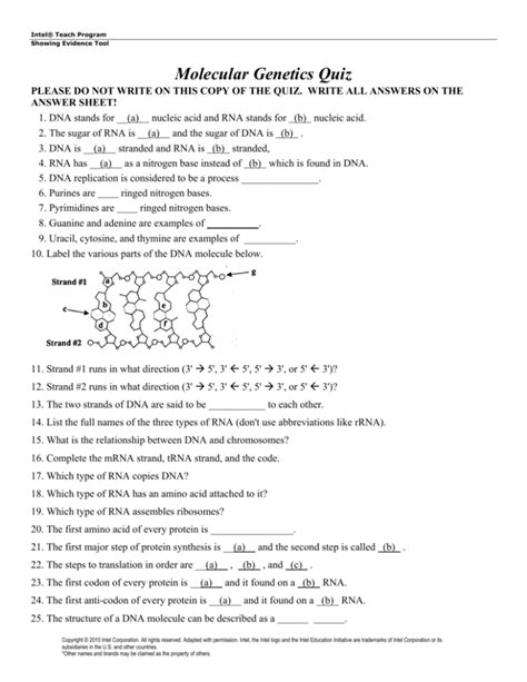 Molecular Genetics Quiz