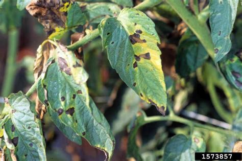 Pest Profile Septoria Leaf Spot And Early Blight Of Tomatoes Door