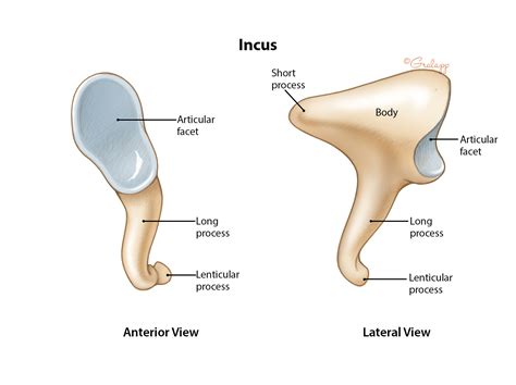 Middle Ear And Mastoid Oto Surgery Atlas