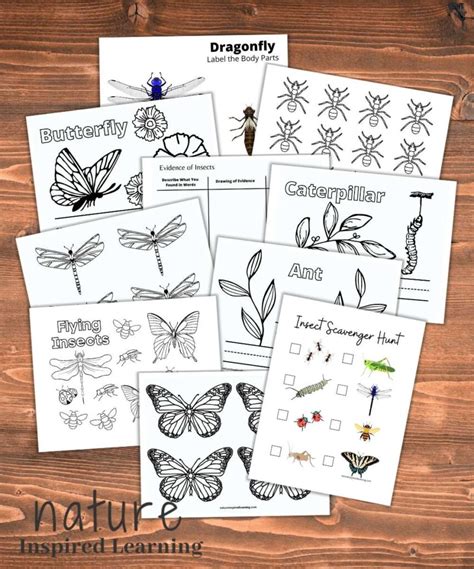 Insect Body Parts Worksheet Preschool Free Insect Worksheets And