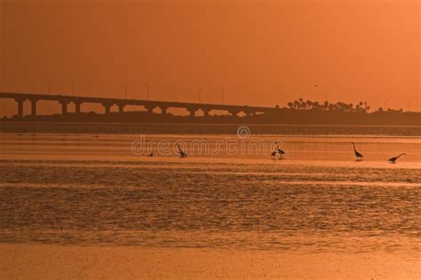 Birds And Bridge Stock Image Image Of Tampa Bird Water 7592285