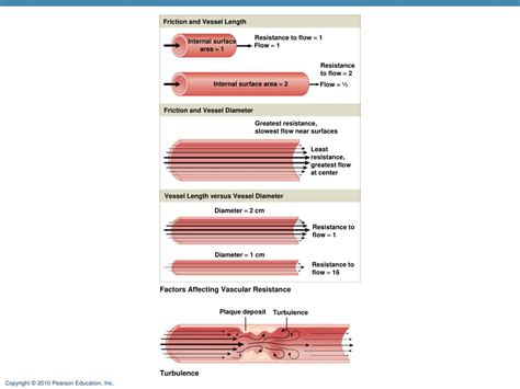 Ppt Blood Vessels Powerpoint Presentation Free Download Id2092261