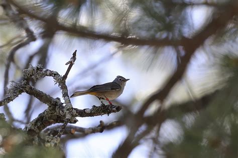 Chipe de Colima x de Virginia híbrido eBird