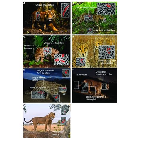 Most Commonly Used Morphological Locations Used During Surveys To Download Scientific Diagram